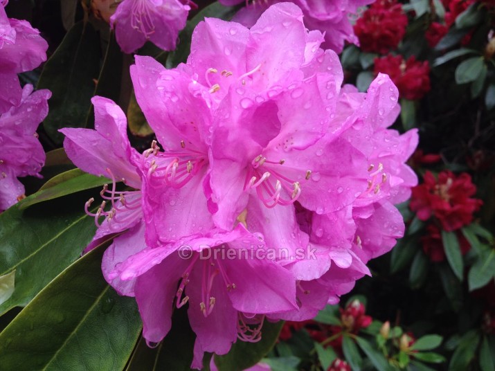 Rododendrony foto_12