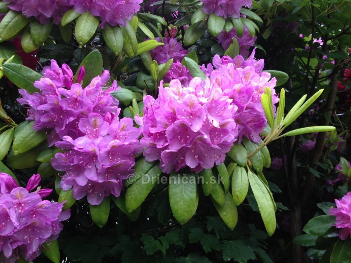 Rododendrony foto_14