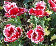 Prešovské tulipány