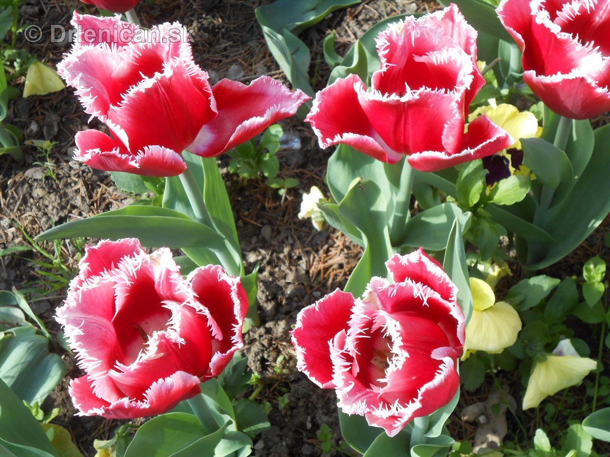 Prešovské tulipány