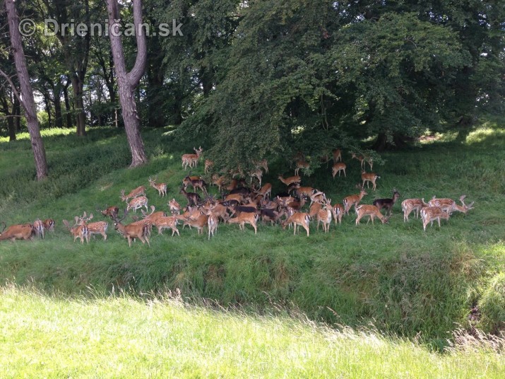 Phoenix Park Dublin_10