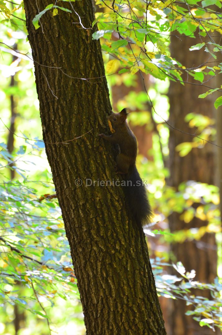 Veverica hnedá