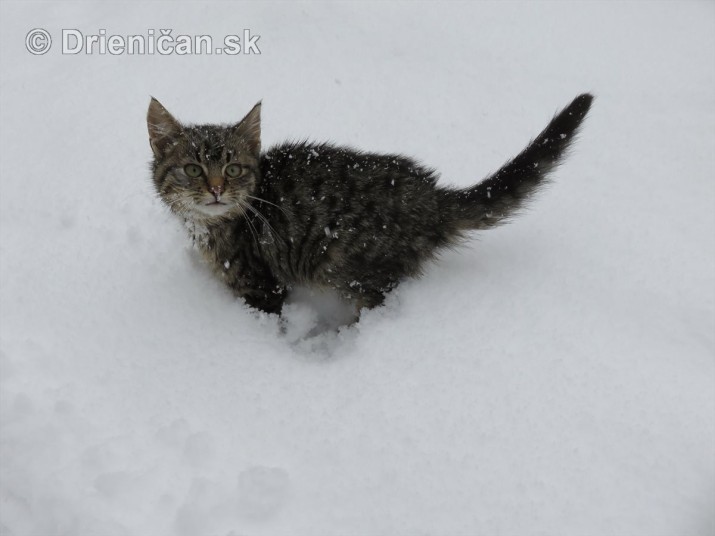 Mačkice na snehu