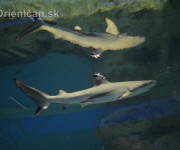 Živé žraloky v Sabinove
