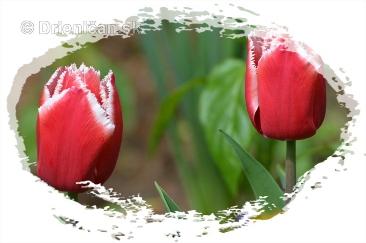 Farebny svet tulipanov_02