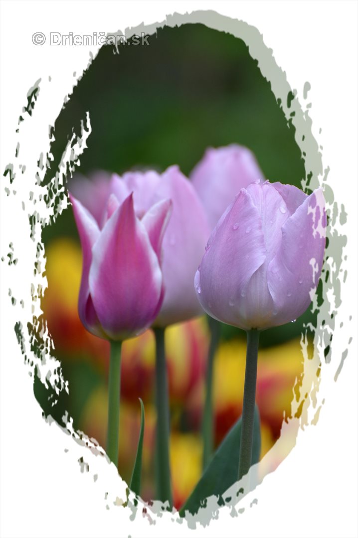 Farebny svet tulipanov_06