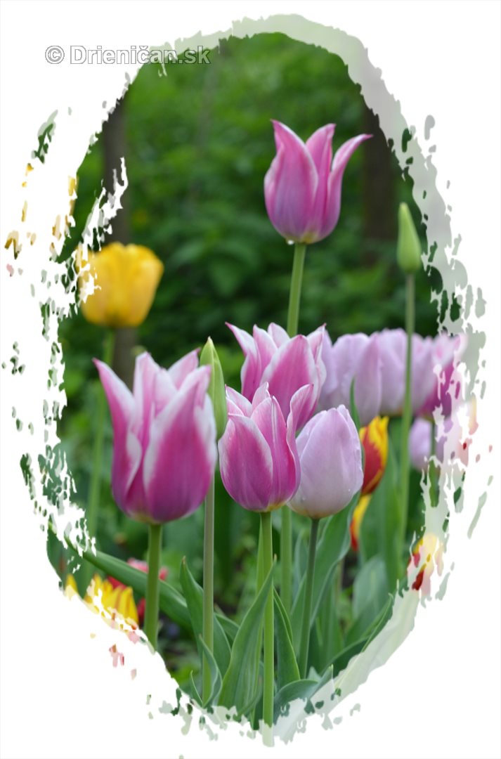 Farebny svet tulipanov_11