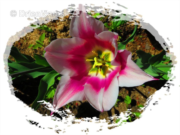 Farebny svet tulipanov_23