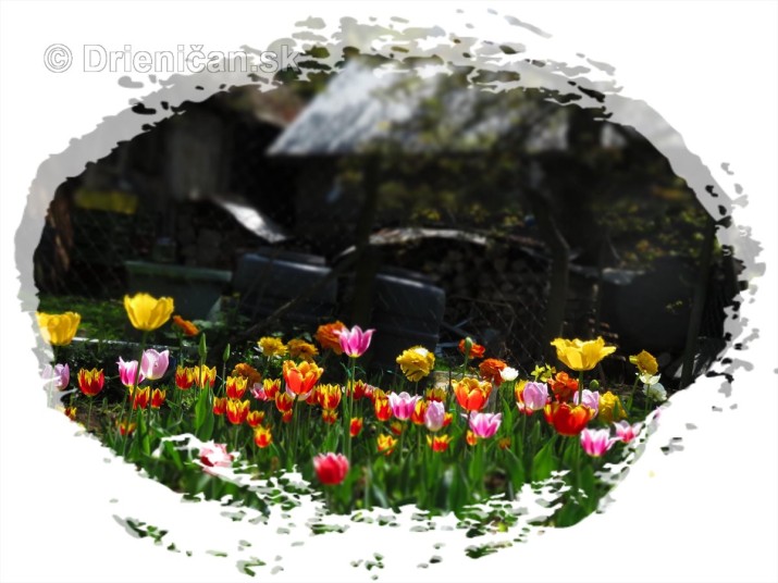 Farebny svet tulipanov_35