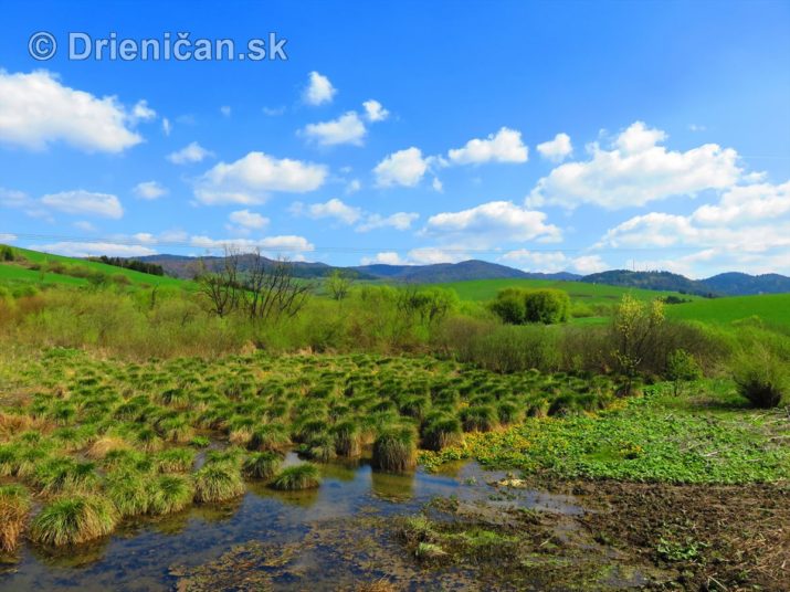 Záružlie a šišaté hlavy