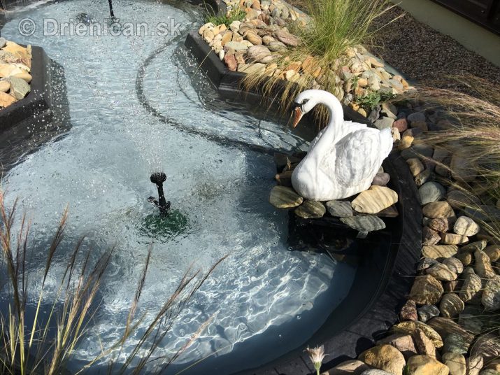 Záhradné jazierko aj s bielou labuťou
