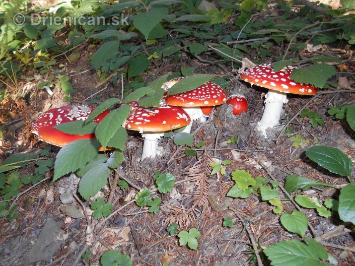 Červeno-biela kráľovná lesa-Muchotrávka červená