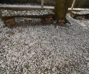 Čerešňový sneh