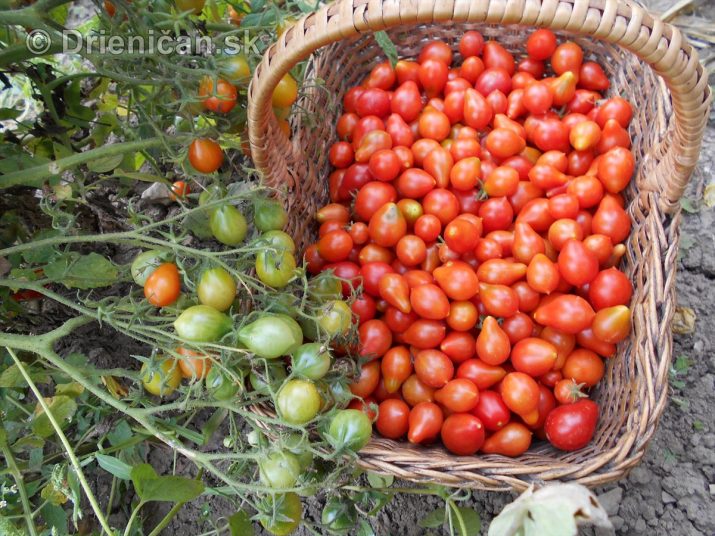 Hruškové paradajky