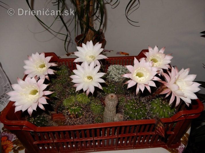 Kaktus kvitnúci v noci - Echinopsis oxygona