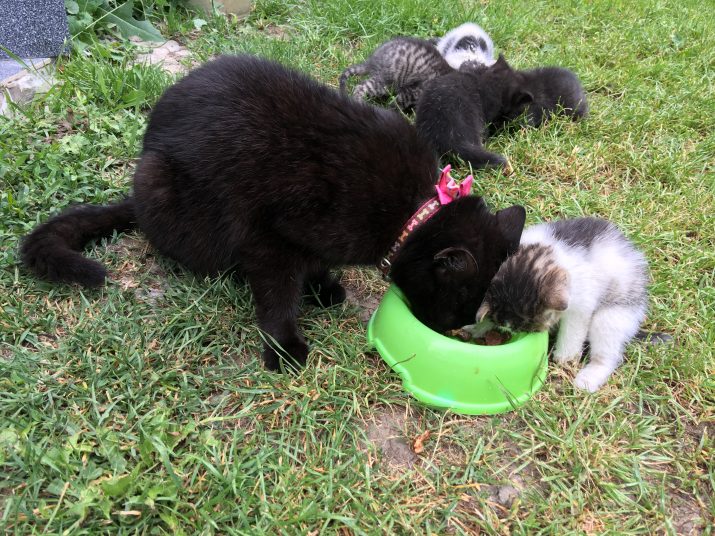 Mačka s mašľou a päť mačiatok