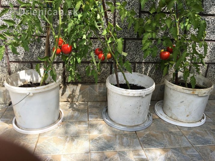 Tri vedrá plné paradajok