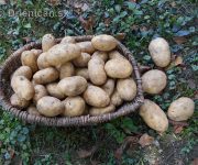 Kopanie zemiakov