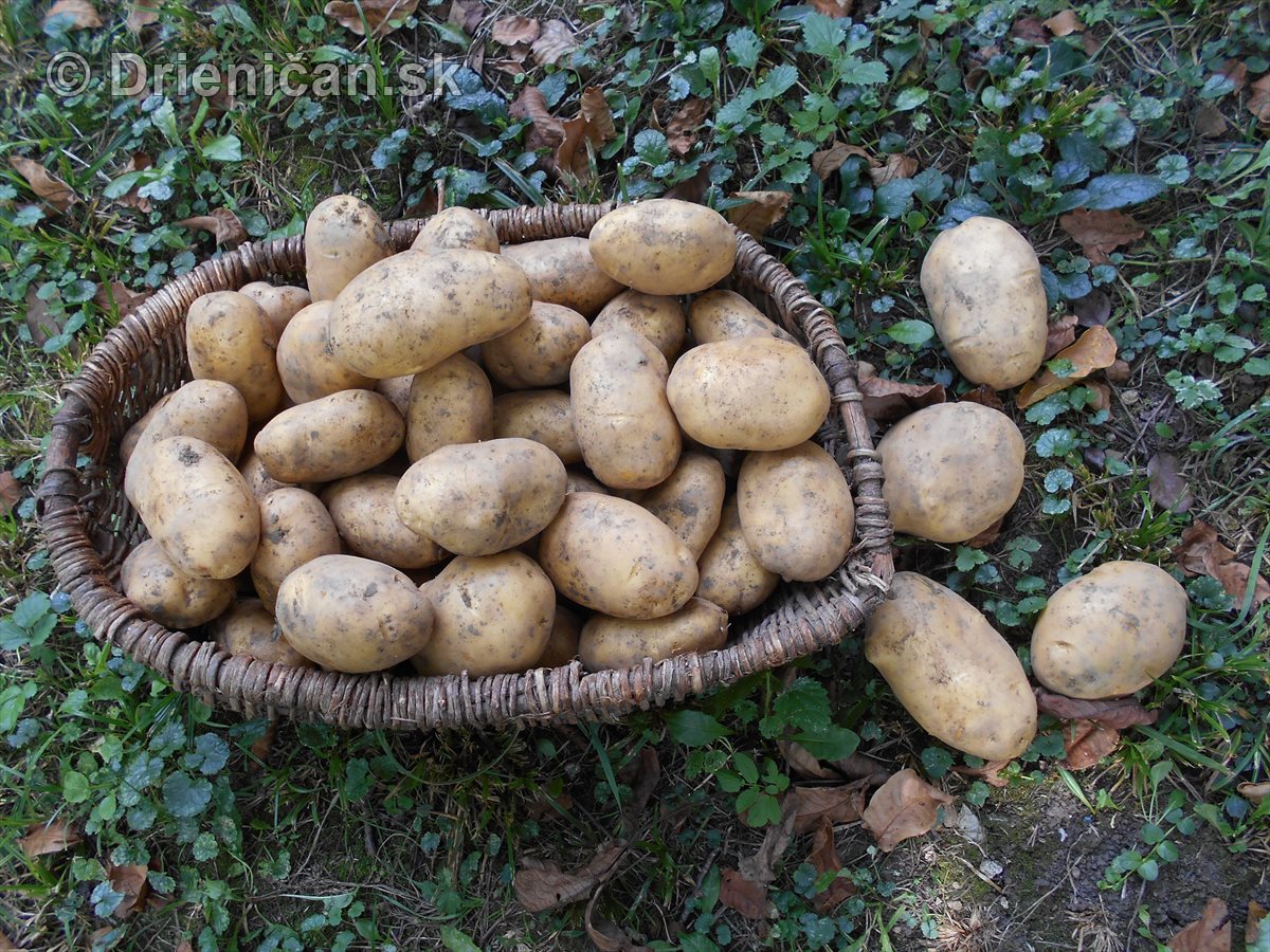 Kopanie zemiakov