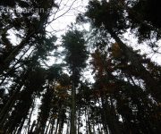 Posledné “novembráky“ a ticho v lese