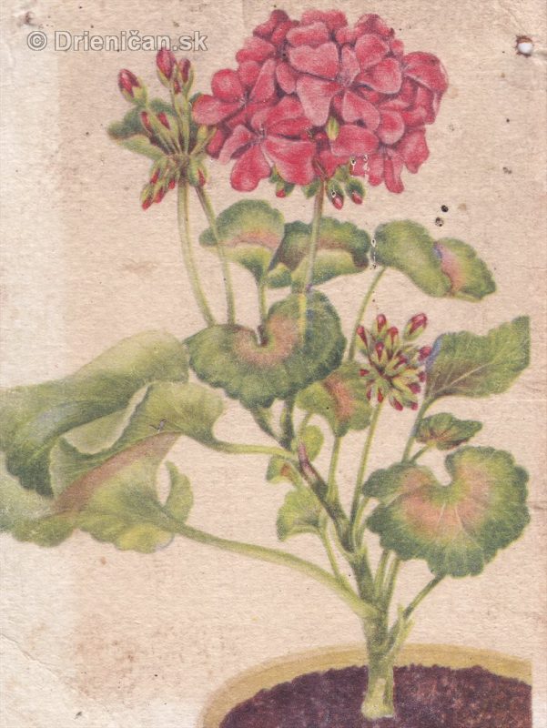 Pohľadnica kvety