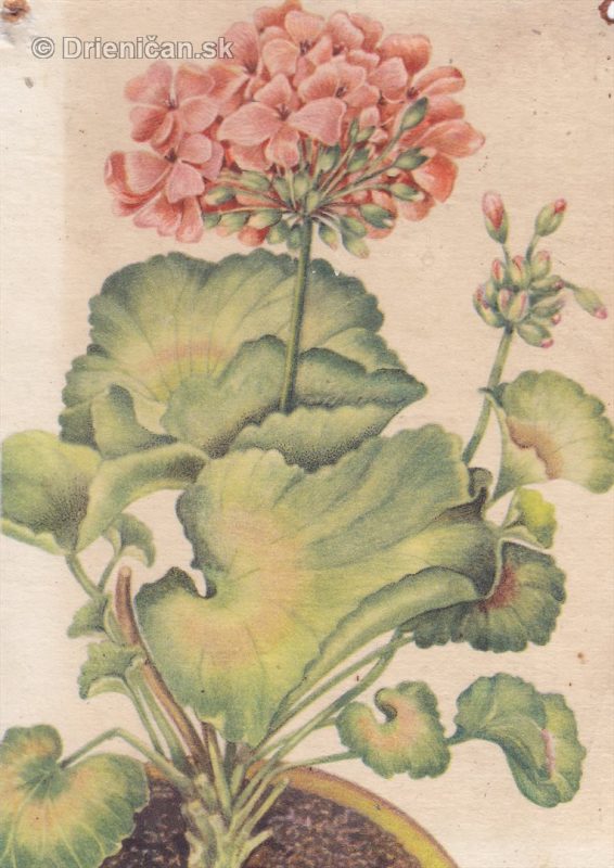 Pohľadnica kvety 12.10.54