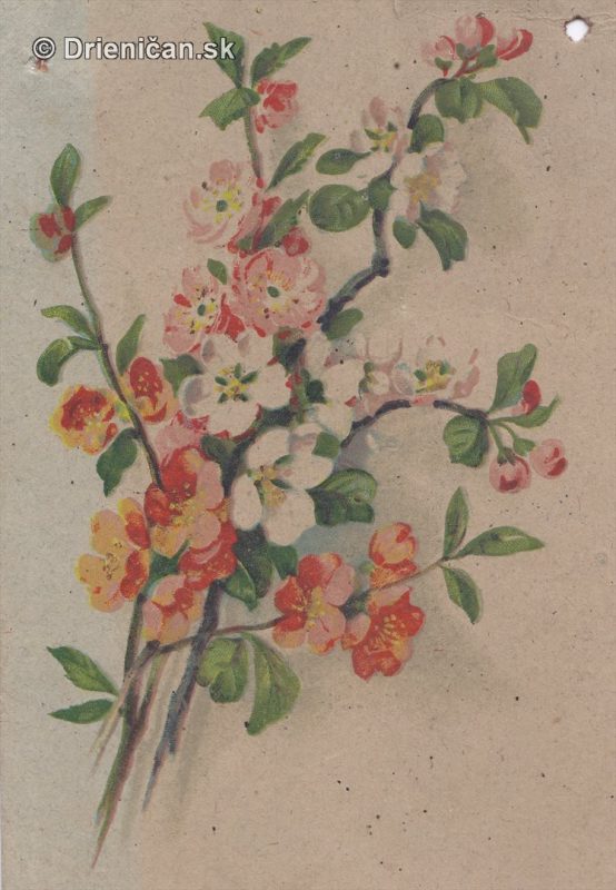Pohľadnica kvety 28.8.1954