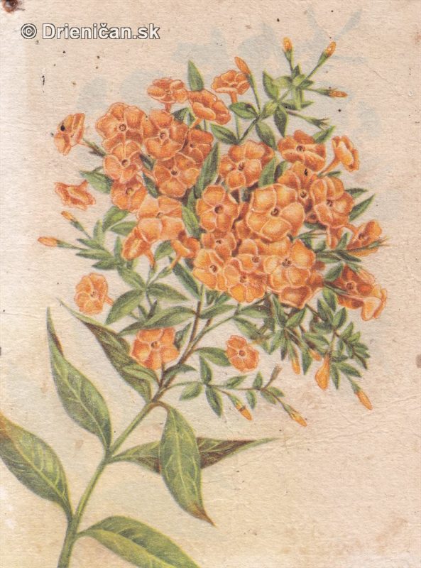 Pohľadnica, kvety, 3.9.53
