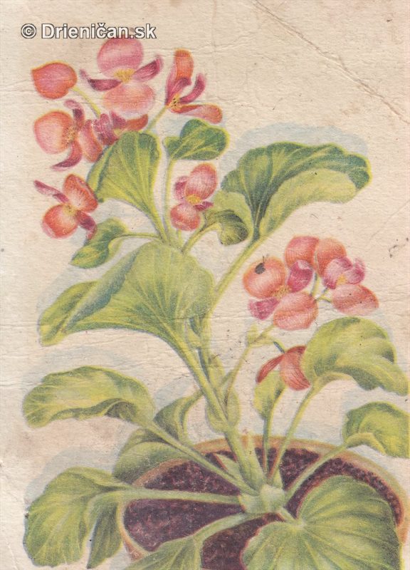 Pohľadnica kvety 6.10.54