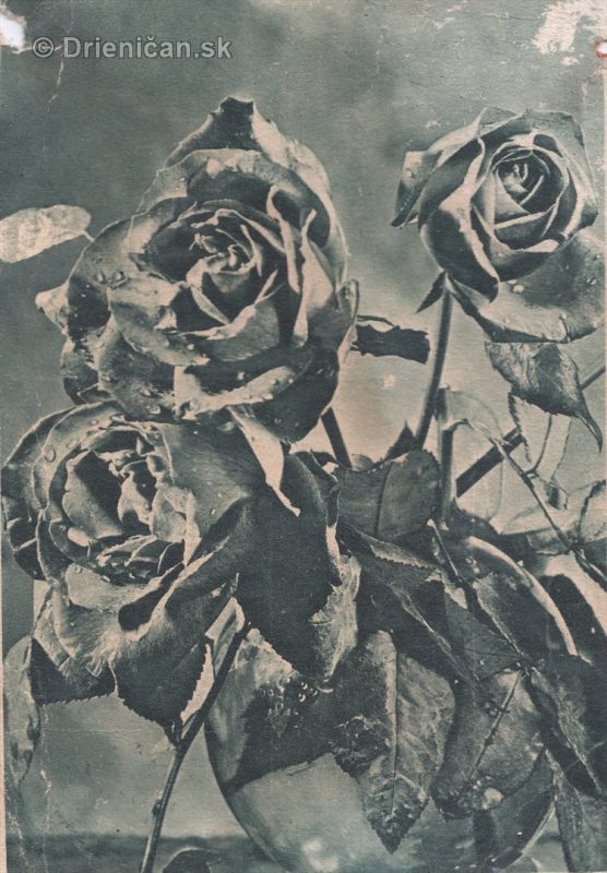 Pohľadnica ruže, čiernobiela